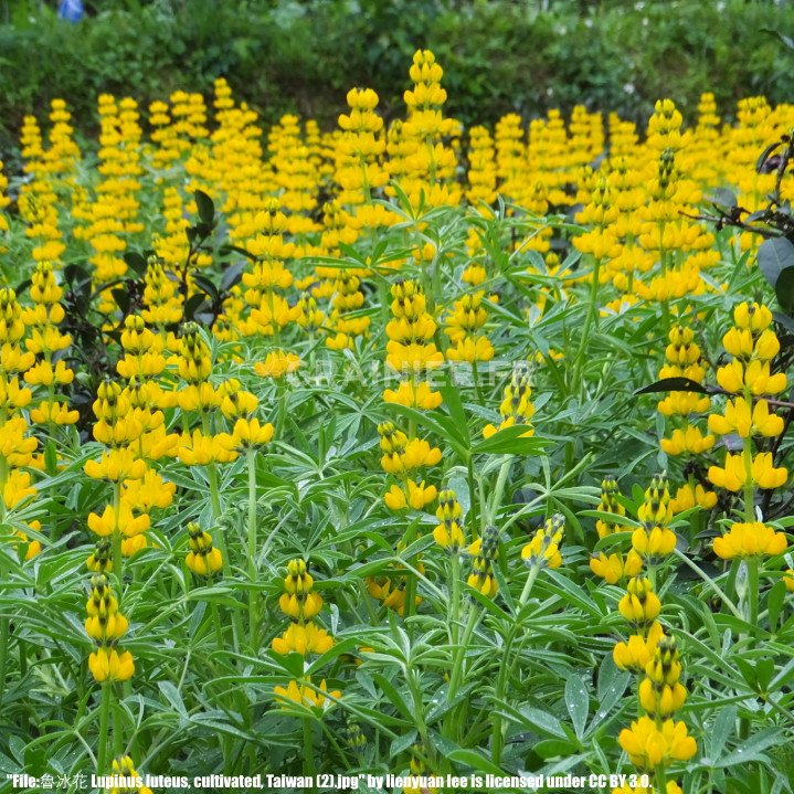 Yellow lupine, sulfur yellow lupine, Lupinus luteus image